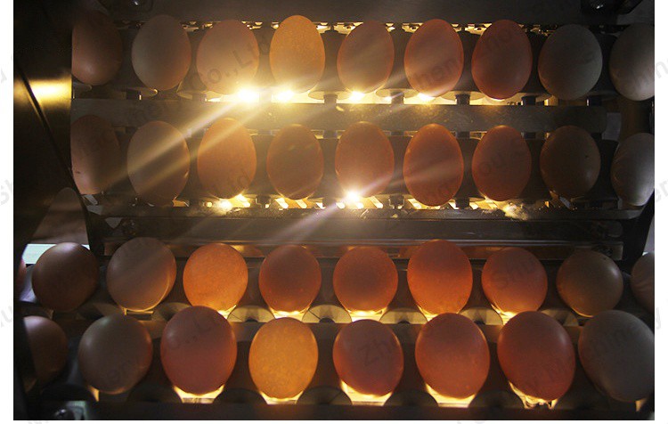 egg scale grader egg scale grader